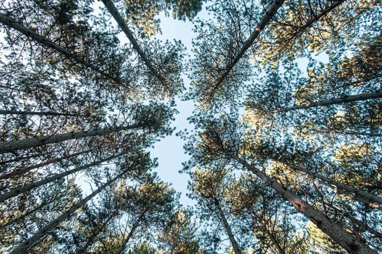 The Science of Addiction